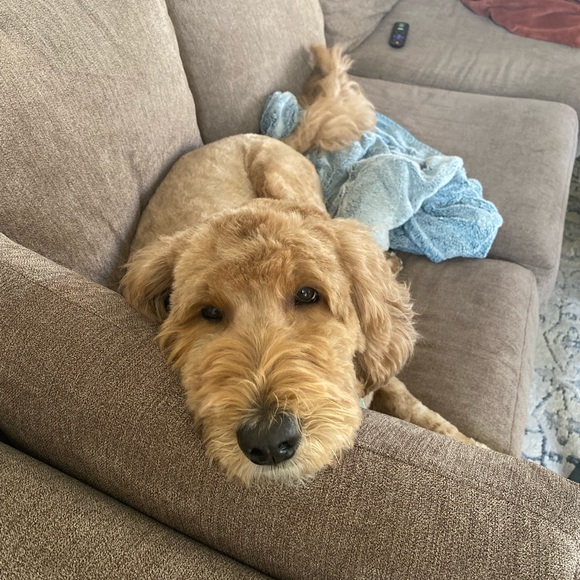 MEET YOUR POSHER: Hi, I’m Summit! 🌵🤍🌼 - Picture 3 of 6